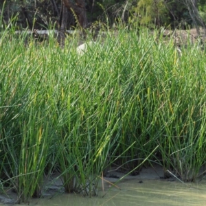 Eleocharis sphacelata at Cotter River, ACT - 28 Feb 2019