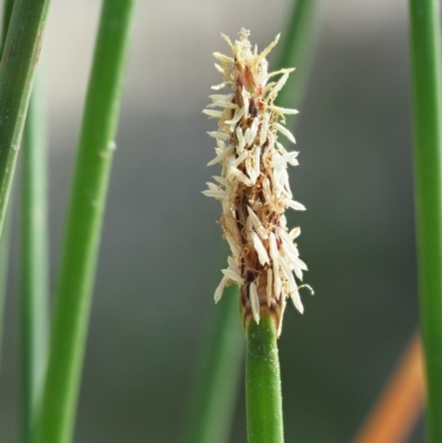 Eleocharis acuta (Common Spike-rush) at Cotter River, ACT - 27 Feb 2019 by KenT