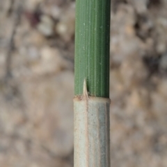 Eleocharis acuta at Cotter River, ACT - 28 Feb 2019