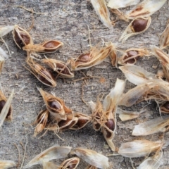 Eleocharis acuta at Cotter River, ACT - 28 Feb 2019