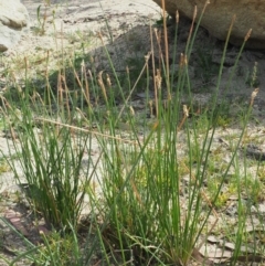 Eleocharis acuta at Cotter River, ACT - 28 Feb 2019