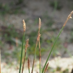 Eleocharis acuta at Cotter River, ACT - 28 Feb 2019 09:56 AM