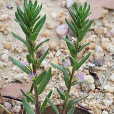 Lythrum hyssopifolia (Small Loosestrife) at Cotter River, ACT - 28 Feb 2019 by KenT