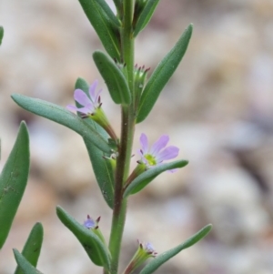Lythrum hyssopifolia at Cotter River, ACT - 28 Feb 2019