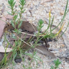 Lythrum hyssopifolia at Cotter River, ACT - 28 Feb 2019