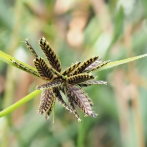 Cyperus sanguinolentus at Cotter River, ACT - 28 Feb 2019