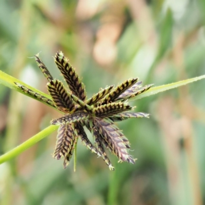 Cyperus sanguinolentus (A Sedge) at Cotter River, ACT - 27 Feb 2019 by KenT