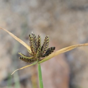 Cyperus sanguinolentus at Cotter River, ACT - 28 Feb 2019