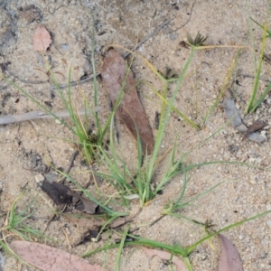 Cyperus sanguinolentus at Cotter River, ACT - 28 Feb 2019