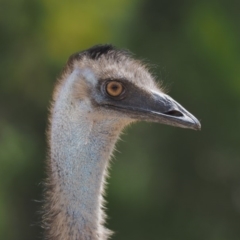 Dromaius novaehollandiae (Emu) at Cotter River, ACT - 28 Feb 2019 by KenT