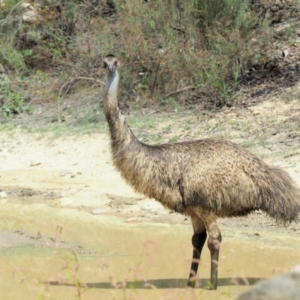 Dromaius novaehollandiae at Cotter River, ACT - 28 Feb 2019 11:02 AM