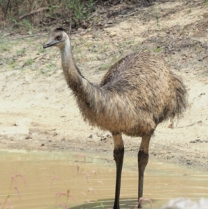 Dromaius novaehollandiae at Cotter River, ACT - 28 Feb 2019 11:02 AM