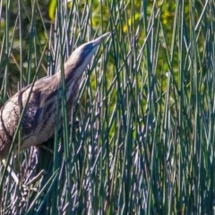 Botaurus poiciloptilus (Australasian Bittern) at Bruce Ponds - 14 Jun 2014 by rawshorty