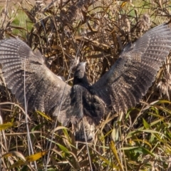 Botaurus poiciloptilus at Bruce, ACT - 14 Jun 2014