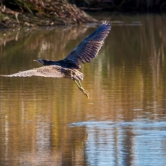 Botaurus poiciloptilus at Bruce, ACT - 14 Jun 2014