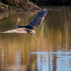 Botaurus poiciloptilus at Bruce, ACT - 14 Jun 2014