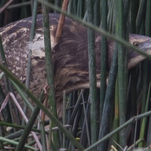 Botaurus poiciloptilus at Bruce, ACT - 20 Jun 2014