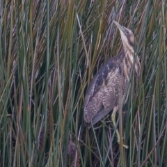 Botaurus poiciloptilus at Bruce, ACT - suppressed