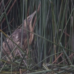 Botaurus poiciloptilus at Bruce, ACT - 20 Jun 2014