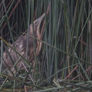 Botaurus poiciloptilus at Bruce, ACT - suppressed