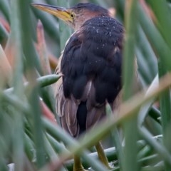 Ixobrychus dubius at McKellar, ACT - 13 Jun 2014