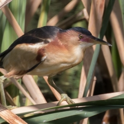 Ixobrychus dubius (Australian Little Bittern) at Fyshwick, ACT - 18 Dec 2016 by rawshorty