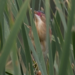 Ixobrychus dubius (Australian Little Bittern) at Jerrabomberra Wetlands - 30 Dec 2016 by rawshorty