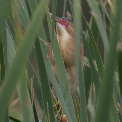 Ixobrychus dubius (Australian Little Bittern) at Fyshwick, ACT - 30 Dec 2016 by rawshorty