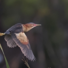 Ixobrychus dubius at Fyshwick, ACT - 30 Dec 2016