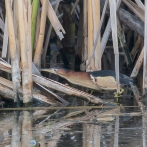 Ixobrychus dubius at Fyshwick, ACT - 2 Jan 2019