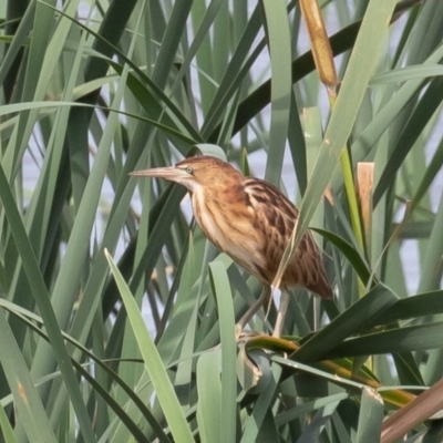 Ixobrychus dubius (Australian Little Bittern) at Fyshwick, ACT - 3 Jan 2019 by rawshorty