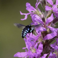 Thyreus nitidulus (Neon cuckoo bee) at ANBG - 3 Mar 2019 by DPRees125