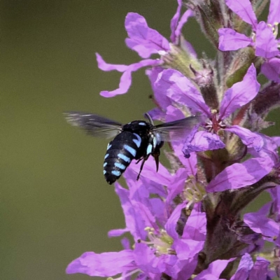 Thyreus nitidulus (Neon cuckoo bee) at Acton, ACT - 4 Mar 2019 by DPRees125