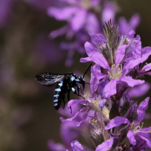 Thyreus nitidulus at Acton, ACT - 4 Mar 2019