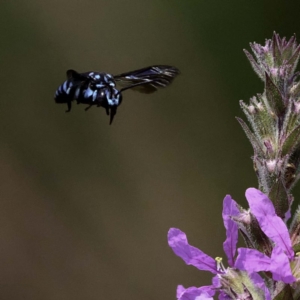 Thyreus nitidulus at Acton, ACT - 4 Mar 2019 12:00 AM