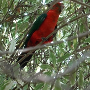 Alisterus scapularis at Hughes, ACT - 4 Mar 2019