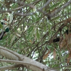 Alisterus scapularis at Hughes, ACT - 4 Mar 2019