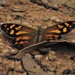 Heteronympha banksii (Banks' Brown) at Paddys River, ACT - 4 Mar 2019 by JohnBundock