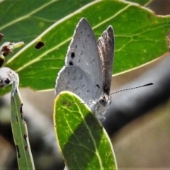 Erina hyacinthina (Varied Dusky-blue) at Tidbinbilla Nature Reserve - 4 Mar 2019 by JohnBundock