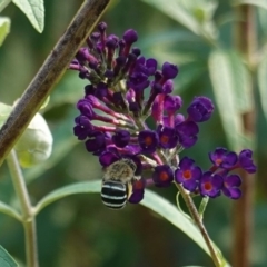 Amegilla (Zonamegilla) asserta (Blue Banded Bee) at Hughes, ACT - 4 Mar 2019 by JackyF