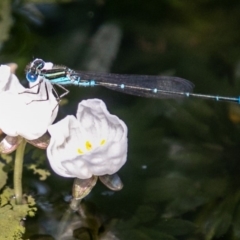 Austroagrion watsoni (Eastern Billabongfly) at Chapman, ACT - 4 Mar 2019 by SWishart