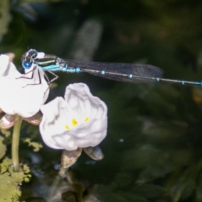 Austroagrion watsoni (Eastern Billabongfly) at Chapman, ACT - 4 Mar 2019 by SWishart