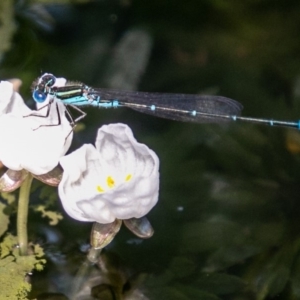 Austroagrion watsoni at Chapman, ACT - 4 Mar 2019