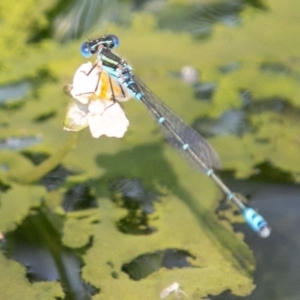 Austroagrion watsoni at Chapman, ACT - 4 Mar 2019