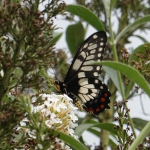 Papilio anactus at Hughes, ACT - 4 Mar 2019