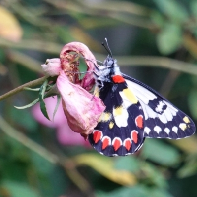 Delias aganippe (Spotted Jezebel) at Hughes, ACT - 4 Mar 2019 by JackyF