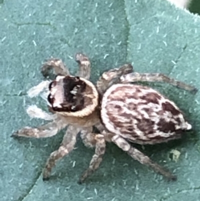 Maratus griseus (Jumping spider) at Monash, ACT - 4 Mar 2019 by jackQ