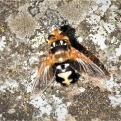 Microtropesa sp. (genus) (Tachinid fly) at Namadgi National Park - 4 Mar 2019 by JohnBundock
