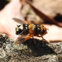 Microtropesa sp. (genus) at Paddys River, ACT - 4 Mar 2019