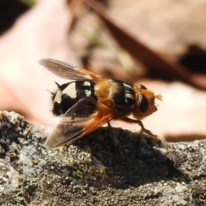 Microtropesa sp. (genus) at Paddys River, ACT - 4 Mar 2019